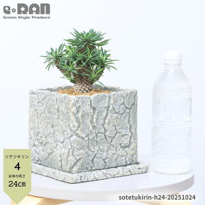 yIׂ錻iz A pCibvR[ qt 5TCY NbNZg|bg 20`25cm \ecL hSi [tHrA uvEtHA T{e̗l 