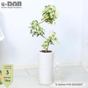 yIׂ錻izVFt WFj[l 70`100cm 픫 6`7TCY Eh XNGA Ȃ` ϗtA  tJ|bN }ς ̔̂悤Ȍ`  i[^ 