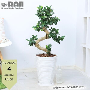 yIׂ錻izKW} 8 藳 85`100cm ɑ ږ xr[[t  ϗtA ܂ VN  N̗ǂ KW}̖ Ȃ` KW}  A