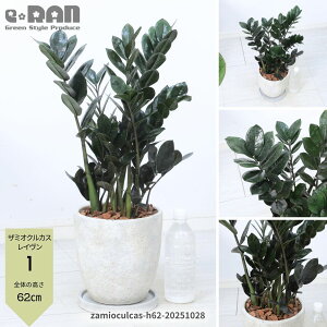 yIׂ錻izϗtA U~INJX C 65`80cm 7TCY GbOZg|bg pMt Ǘt 엿܃v[g K Zamioculcas ȗt U~A ωA