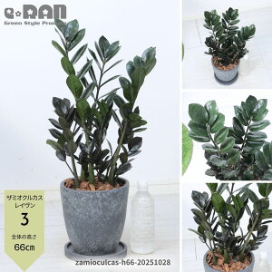 yIׂ錻izϗtA U~INJX C 65`80cm 7TCY GbOZg|bg pMt Ǘt 엿܃v[g K Zamioculcas ȗt U~A ωA