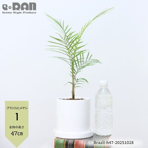 yIׂ錻izϗtA V̖ uWqViqRRXj픫 50`70cm 3`4TCY j Vzj JXj K[f DIY IȃCeA @ Ht Lytocaryum 