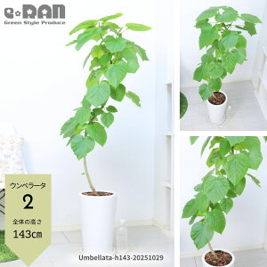 yIׂ錻izϗtA Ex[^ 픫 130`165cm Ȃ` 9TCY ۔ p  ^ S̖ R` S` tBJX  j vw LO S l