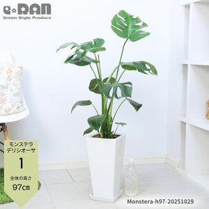 yIׂ錻iz ϗtA Xe fVI[T 6E7TCY 70`80cmO 픫   oYj Vzj  ^Abv  Xe No鐅 fLIT fL