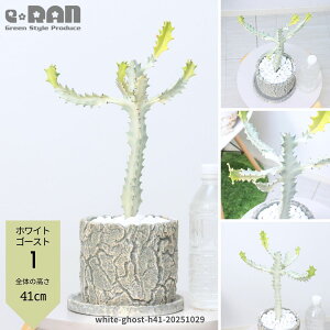 yIׂ錻izA [tHrA zCgS[Xg 25`55cm Zg|bg ĈՂ  H F Euphorbia lactea White Ghost NeBA i 󏭎 ڂĂ 