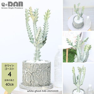 yIׂ錻izA [tHrA zCgS[Xg 25`55cm Zg|bg ĈՂ  H F Euphorbia lactea White Ghost NeBA i 󏭎 ڂĂ 