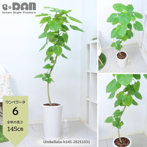 yIׂ錻izϗtA Ex[^ 픫 130`165cm Ȃ` 9TCY ۔ p  ^ S̖ R` S` tBJX  j vw LO S l