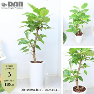 yIׂ錻iztBJX AeV} 90`125cm 픫 7`8 Ȃ` ϗtA rO Mt 엿܃v[g Ficus altissima oGK^rbOTCY S̖ AeV[} 