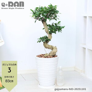 yIׂ錻izKW} 8 藳 85`100cm ɑ ږ xr[[t  ϗtA ܂ VN  N̗ǂ KW}̖ Ȃ` KW}  A