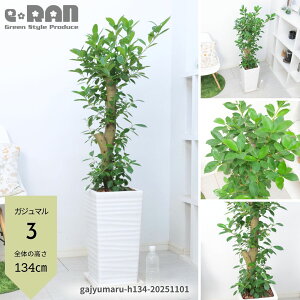 lC̃KW} 100`150cm 7`9TCY 픫  ؎d yIׂ錻izϗtA Ǘt Mt 엿܃v[g ܂ Ă₷  A K