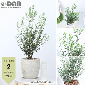 yIׂ錻izI[u̖ 7TCY 70`90cm yi GOR/is̎zGbOZg|bg K[fjO V{c[ ډB ֐ x_ eX ϗtA