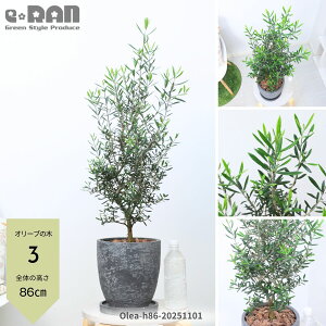 yIׂ錻izI[u̖ 7TCY 70`90cm yi GOR/is̎zGbOZg|bg K[fjO V{c[ ډB ֐ x_ eX ϗtA