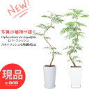 ＼ポイント5倍／【選べる現品発送】エバーフレッシュ 陶器鉢 白 角鉢 丸鉢 受皿付 高さ120〜170cm 7号〜9号鉢 自然樹形 曲がり樹形 中型 大型 ネムノキの仲間 アカサヤネムノキ 合歓の木 夫婦和合 家内平和 葉が閉じる おしゃれな観葉植物 室内 厳選