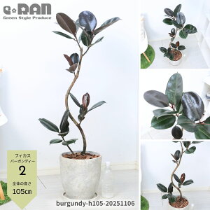 yIׂ錻izϗtA S̖ tBJX o[KfB[ Ȃ` 8TCY 100`120cm GbOZg|bg Mt Ă₷A IV _ iȃCeAO