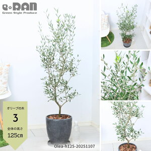 yIׂ錻izI[u̖ 8TCY 120`165cm(i햼FGOR) GbOZg|bg V{c[ ډB ֐ x_ eX ϗtA ^ ^ I[u I 