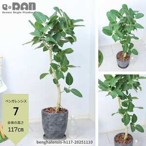 yIׂ錻iztBJX xKVX 100`160cm ȂER` S̖ ϗtA 8 GbOZg|bg V{c[ JXj Vzj Mtg v[g j 