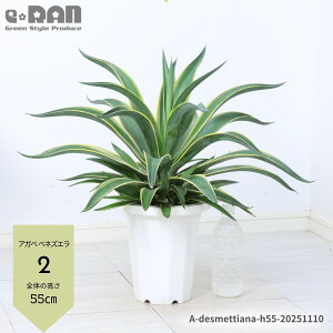 yIׂ錻iz^ AKx xlYG A R̎qt 7`8 60`75cm xl[[ fXeBAi hCK[f ϗtA AKx  ̗㗖 Z`[v