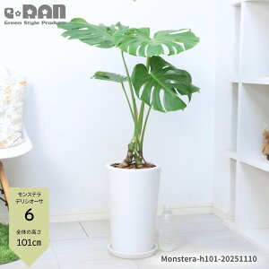yIׂ錻izオ Xe fLI[T 100`130cm 픫   7`9TCY ϗtA   ^ Vzj  ^Abv オ No鐅  Monstera 