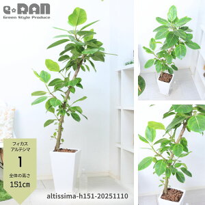 _N[|&|Cg^yIׂ錻iztBJX AeV[} 120`150cm 픫 8`9 Ȃ ˂ ` ϗtA ^ Ǘ Mt Ficus altissima oGK^rbOTCY S