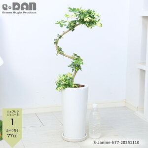 _N[|&|Cg^yIׂ錻izVFt WFj[l 70`100cm 픫 6`7TCY Eh XNGA Ȃ` ϗtA  tJ|bN }ς ̔̂