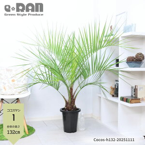 yIׂ錻iz RRXV 8 110`130cm ^CV Vo[[t uWV K[fjO  A A I[V[Y XH ~ɋ 傫V ϗtA 