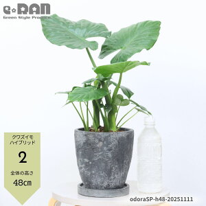 yIׂ錻iz AJVA Ih nCubh 30`60cm GbOZg|bg 6TCY lCCeA 킸 ϗtA NYC V}NYC o gg