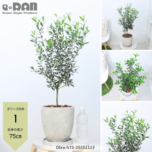 yIׂ錻izI[u̖ 7TCY 70`90cm yi GOR/is̎zGbOZg|bg K[fjO V{c[ ډB ֐ x_ eX ϗtA