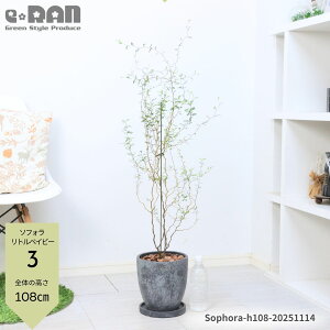 yIׂ錻iz\tH gxCr[ 60`110cm GbOZg|bg 7TCY Mt ϗtA  lC 傫 w̖ } ۂt ~NtB j