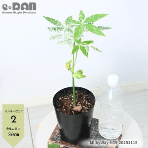 yIׂ錻iz pL ~L[EFC 3.5`5 20`40cm Ǘ Mt AȐA V̐ tC ʕ ς  Y ϏܗpO[ Pachira  