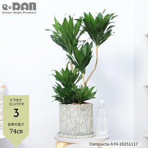 yIׂ錻iz Mtg hZi RpN^ 6 7TCY NbNZg|bg 50`80cm Ă₷ϗtA A hZi [lbL[ ␫ihZi fVXj 