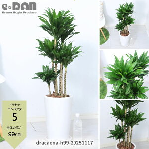 yIׂ錻izϗtAhZi RpN^ 픫   7 8TCY 70`120cm Eh XNGA p ۔ Ă₷ hZi [lbL[ ␫hZi fVX 