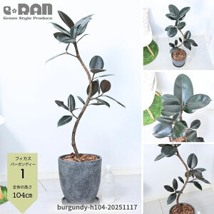 yIׂ錻izϗtA S̖ tBJX o[KfB[ Ȃ` 8TCY 100`120cm GbOZg|bg Mt Ă₷A IV _ iȃCeAO