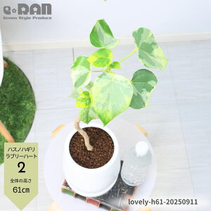 【選べる現品発送】観葉植物 斑入り ハスノハギリ ラブリーハート 陶器鉢 5〜7号サイズ 高さ約70〜100cm 花 ガーデン DIY 曲がり 希少種 レア 新品種 部屋 おしゃれ 流通の少ない 蓮葉桐 ハート