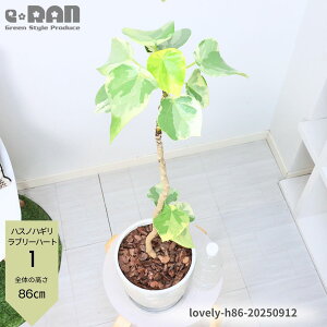 yIׂ錻izϗtA  nXmnM u[n[g 7TCY 80`100cm GbOZg|bg Ȃ 󏭎 A Vi   ʂ̏Ȃ @t n[g^ 