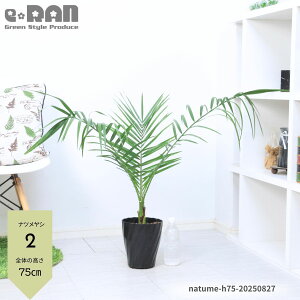 yIׂ錻izlC̃V icV 6 70`120cmO ϗtA M 썑 V̖ O   Ă₷ Phoenix dactylifera ʎ f[c _̗^H date palm V{