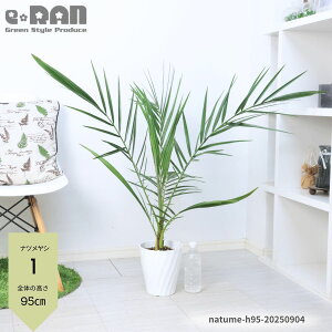 yIׂ錻izlC̃V icV 6 70`120cmO ϗtA M 썑 V̖ O   Ă₷ Phoenix dactylifera ʎ f[c _̗^H date palm V{