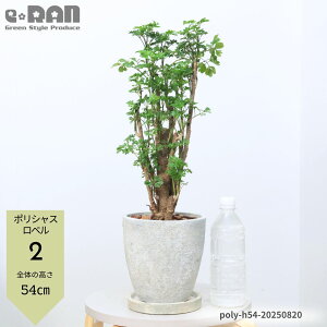 yIׂ錻izϗtA |VX iyxEpZz 40~60cmO GbO Zg|bg 6TCY Ă₷ ^C~W teBRT |XLAX xM Ύ 