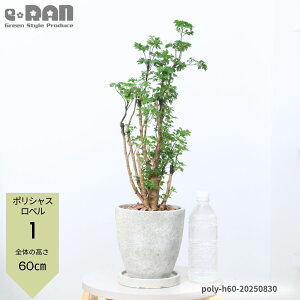 yIׂ錻izϗtA |VX iyxEpZz 40~60cmO GbO Zg|bg 6TCY Ă₷ ^C~W teBRT |XLAX xM Ύ 