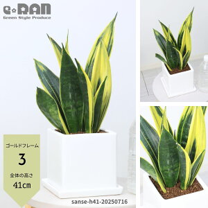 yIׂ錻izA TXxA S[ht[ 30`50cm 픫  I lC 󏭎 ϗtA TZxA gmI   Ղ̔ }CiXCI C