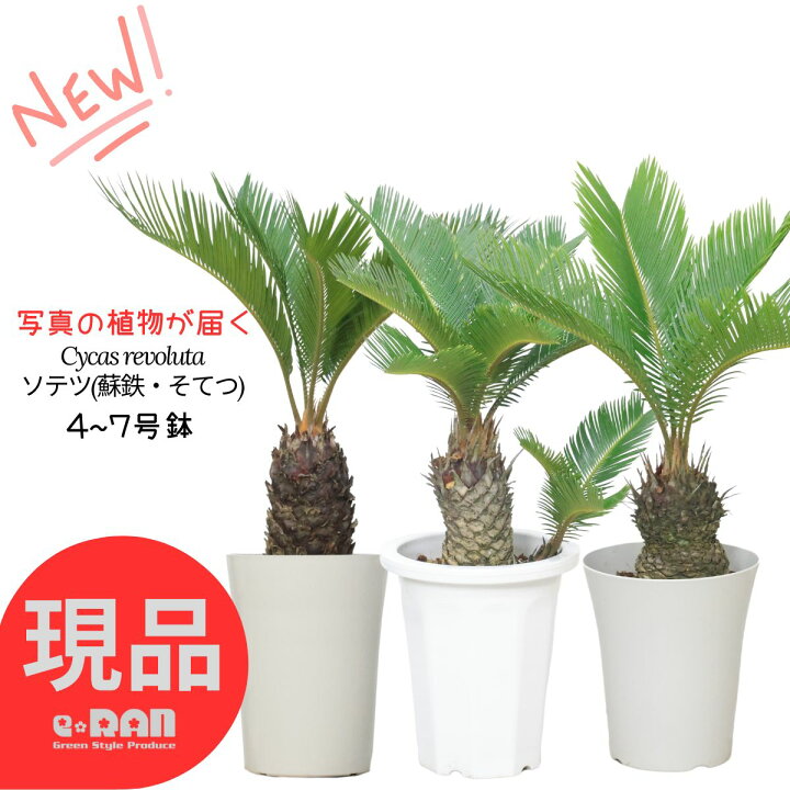 楽天市場】【選べる現品発送】庭木 ソテツ(蘇鉄・そてつ) 4〜7号鉢 高 