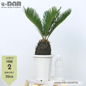 yIׂ錻iz \ec(hSEĂ) 4`7 35~70cm qt ϗtA bNK[f N 썑[h LO ][g  lC OŊǗ A͂ł썑