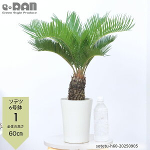 yIׂ錻iz \ec(hSEĂ) 4`7 35~70cm qt ϗtA bNK[f N 썑[h LO ][g  lC OŊǗ A͂ł썑