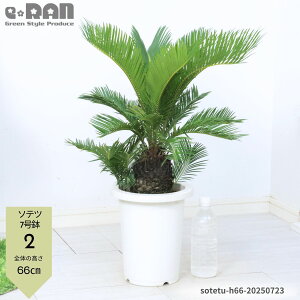 yIׂ錻iz \ec(hSEĂ) 7`8 60~90cm qt ϗtA K[fjO N 썑[h LO ][g  lC OŊǗ A͂ł썑̖