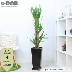 yIׂ錻iz bJ Gt@eByXiN̖؁j100`140cm 픫 7`9.5TCY   Yucca elephantipes E[c I  ^ d^ Vzj JƏj ̑ lC