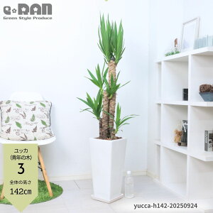yIׂ錻iz bJ Gt@eByXiN̖؁j100`140cm 픫 7`8TCY   Yucca elephantipes E[c I  ^ d^ Vzj JƏj ̑ lC 