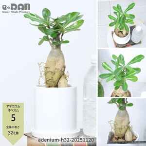 yIׂ錻iz򍪐A AfjE IxX (IxbT) 20`35cm 4`5TCY 픫 Ǘ Mt 엿܃v[g ͓̑I ̃o AfjE Afj