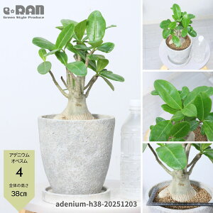 _N[|&|Cg^yIׂ錻iz򍪐A AfjE IxX (IxbT) 30`70cm 4`6TCY Zg|bg Ǘ Mt 엿܃v[g ͓̑I 