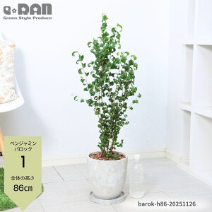 yIׂ錻izϗtA xW~ obN 80`120cm GbOZg|bg 7TCY Mtg j  tBJX xW~i J[ S̖ Aؔ Vzj LO