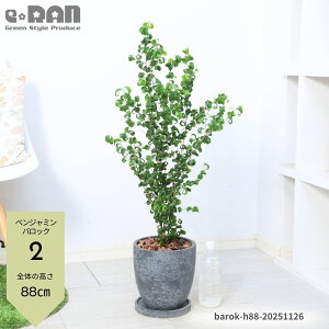 _N[|&|Cg^yIׂ錻izϗtA xW~ obN 80`120cm GbOZg|bg 7TCY Mtg j  tBJX xW~i J[ S̖ A