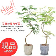 エバーフレッシュ 高さ約75〜160cm エッグセメントポット 7号 8号サイズ 【選べる現品発送】観葉植物 室…